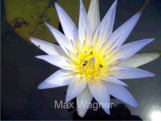 Nymphaea sp. “purpura”